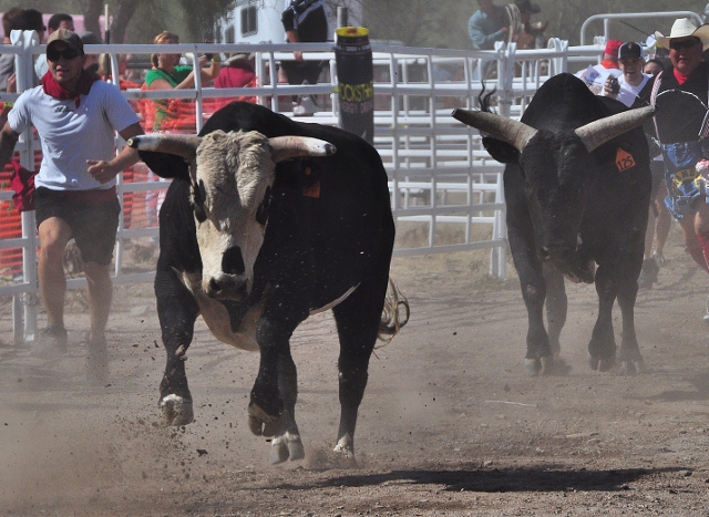 bull charger